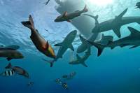 Phillip-Seys-sharks-2
