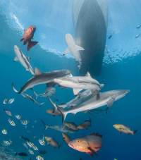 Phillip-Seys-sharks