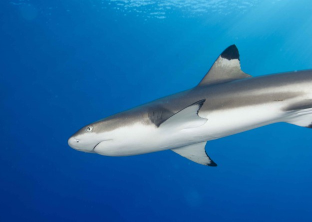 Blacktip Reef Shark with Yap Divers Micronesia