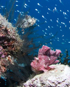Scorpion Leaf Fish by Ray Bullion in Yap Micronesia