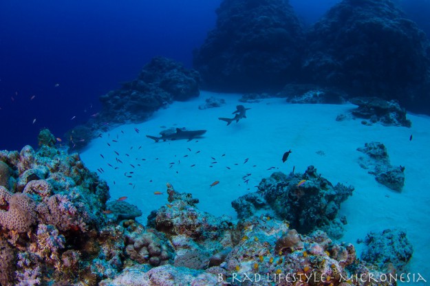 Waking up sleeping White Tips - Diving "Yap Caverns", photo by: Brad Holland