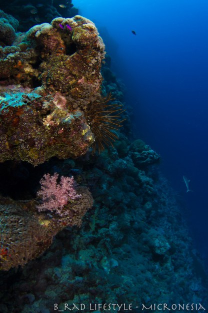 Yap's Southern Reef - Diving "Lion Fish Wall", photo by: Brad Holland