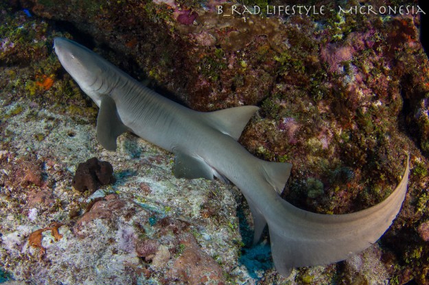 Big Nurse Shark - Diving "Eagle's Nest", photo by: Brad Holland