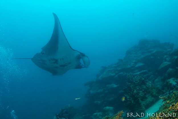 Scuba Diver Girls in Yap