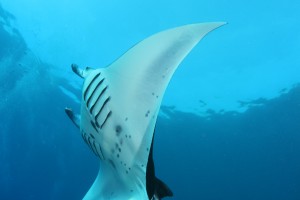 Giant Mantas spinning in blue water in Yap Micronesia