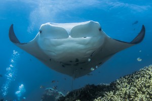 Yap Manta Ray over divers