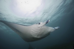 Resident Yap Manta