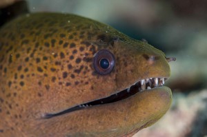 Yap Moray Eel Micronesia 