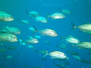 School of jacks passing divers in Micronesia with Manta Ray Bay Resort