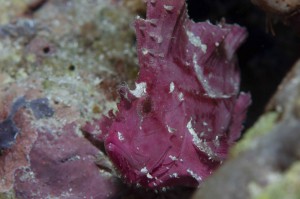 Purple Leaf Fish in Yap Micronesia