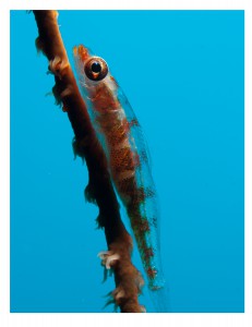 Wire Corral Gobi by Ray Bullion in Yap Micronesia