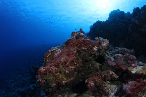 Clear Blue Water Diving with Yap Divers