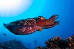 cuttlefish1