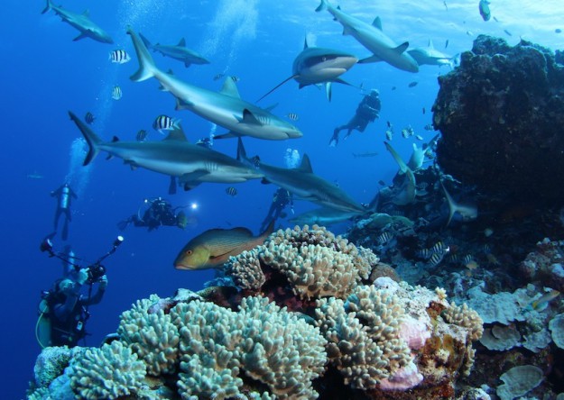 Yap Shark Diving with Yap Divers