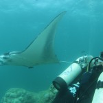 Yap Manta Ray Up Close Micronesia