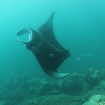 Yap Manta Ray Up Close Micronesia