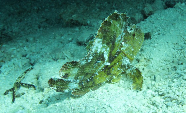 yellow scorpion leaf fish in yap 