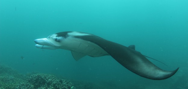 Yap Manta Diving