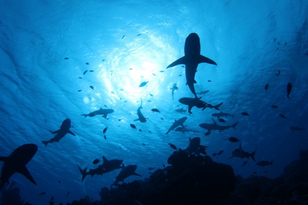 Yap Shark Encounter Dive with Yap Divers