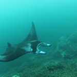 Yap Manta Ray Up Close Micronesia