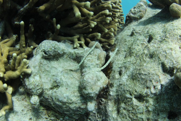 white pipe fish in yap