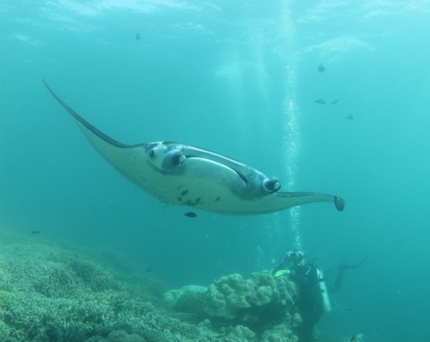 Yap Manta Ray Up Close