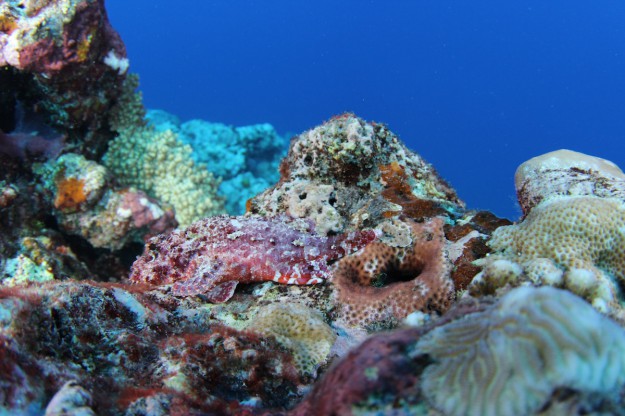 scorpion fish in yap