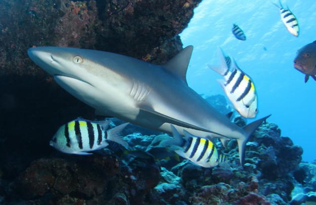 Yap Shark Dive