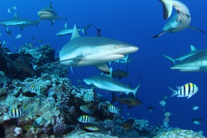 Yap Grey Reef Shark Encounter Dive with Yap Divers