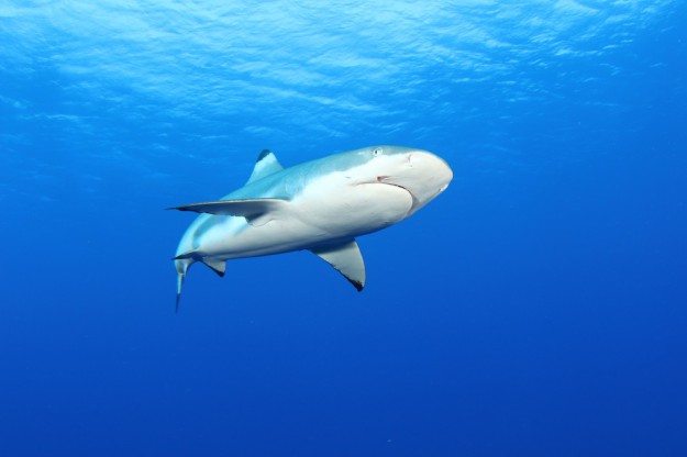 Black Tip Reef Shark in Yap