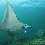 Yap Manta Ray Up Close Micronesia