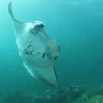 Yap Manta Ray Up Close Micronesia