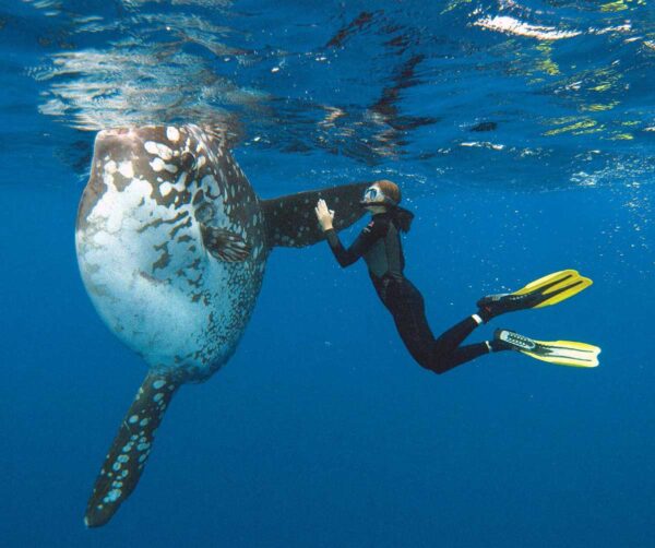 Sunfish, Yap, Micronesia - Daniel Brinckmann