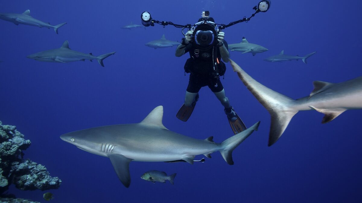 Diver And Gray Reef Sharks, Carcharhinus Amblyrhynchos, Yap, Mic