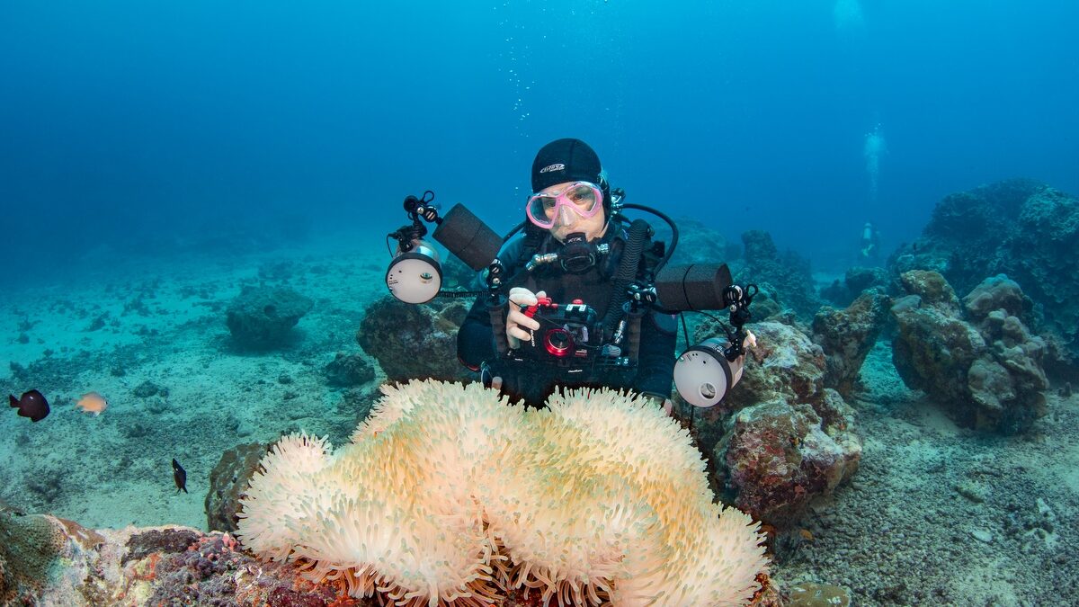 Anemone And Diver (mr), Yap, Micronesia.