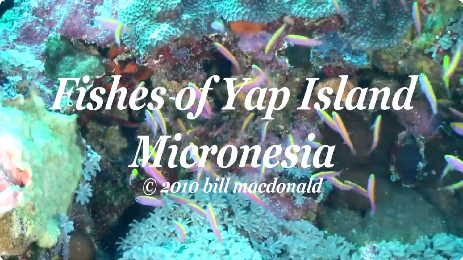Fishes of Yap Island