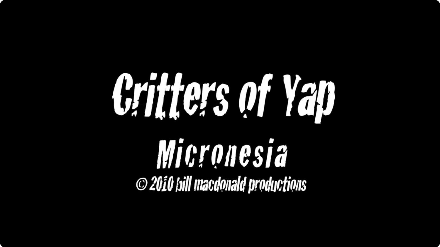 Critters of Yap