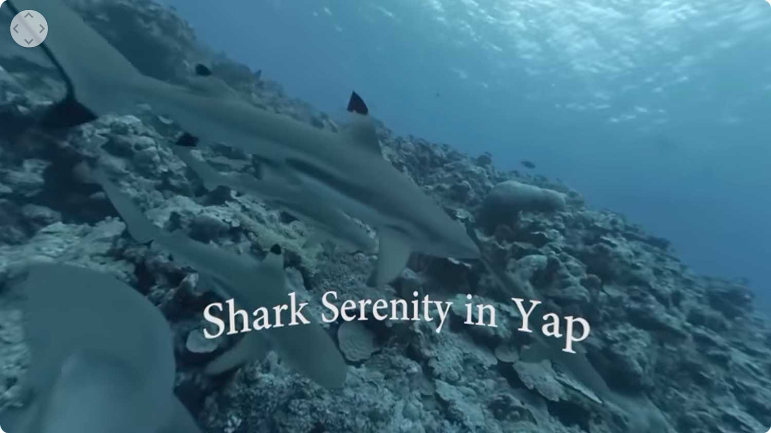 Shark Serenity in Yap