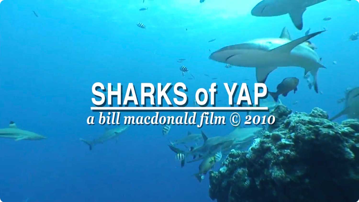 Sharks of Yap