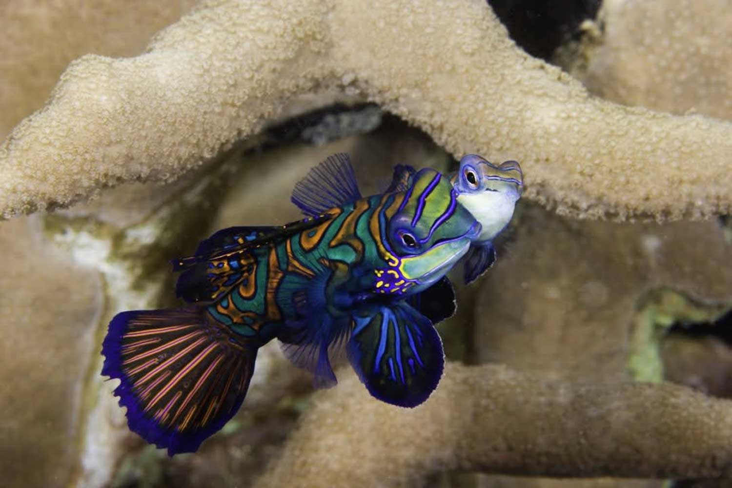 Mandarin fish