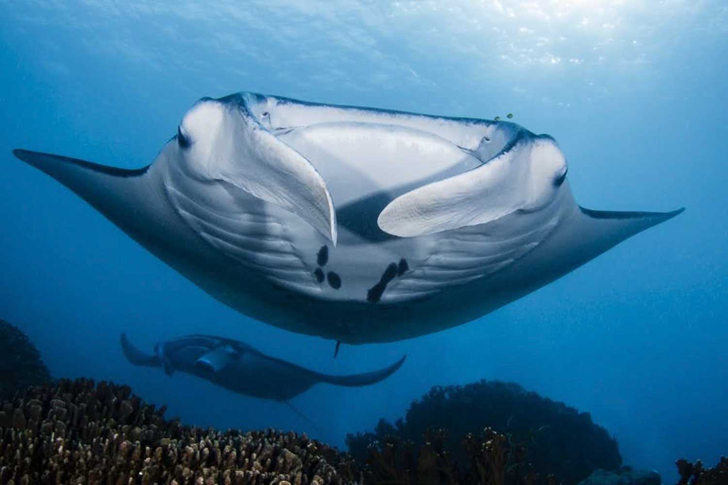 Manta rays