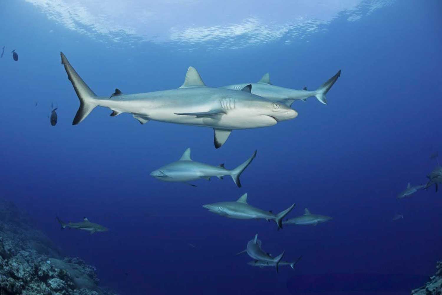 Sharks