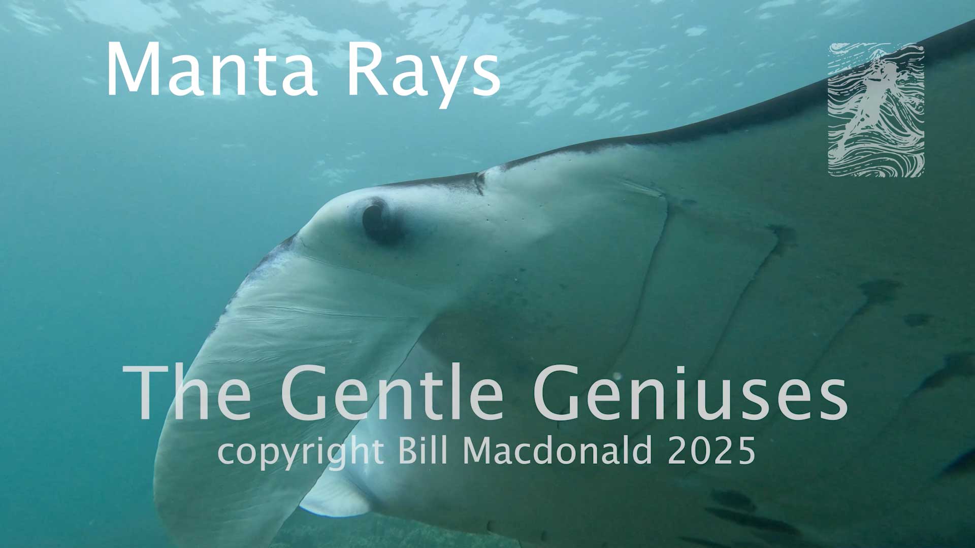 Manta rays the gentle geniuses