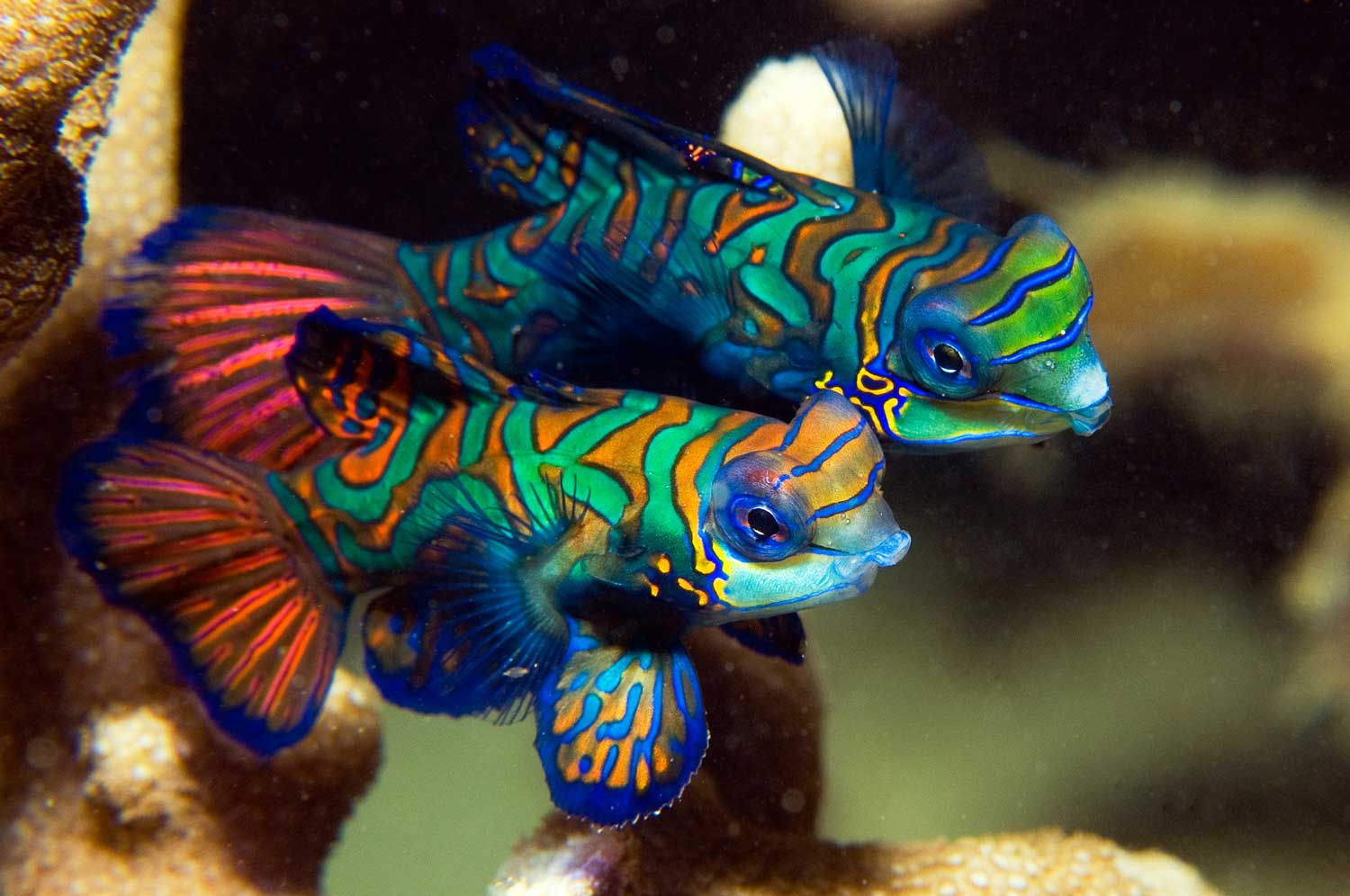 Manta ray bay resort mandarin fish